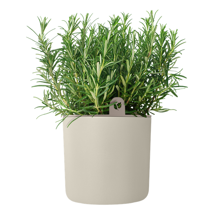 happy herbs 14cm blanc lin